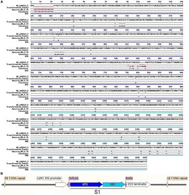 Tomato-made edible COVID-19 vaccine TOMAVAC induces neutralizing IgGs in the blood sera of mice and humans